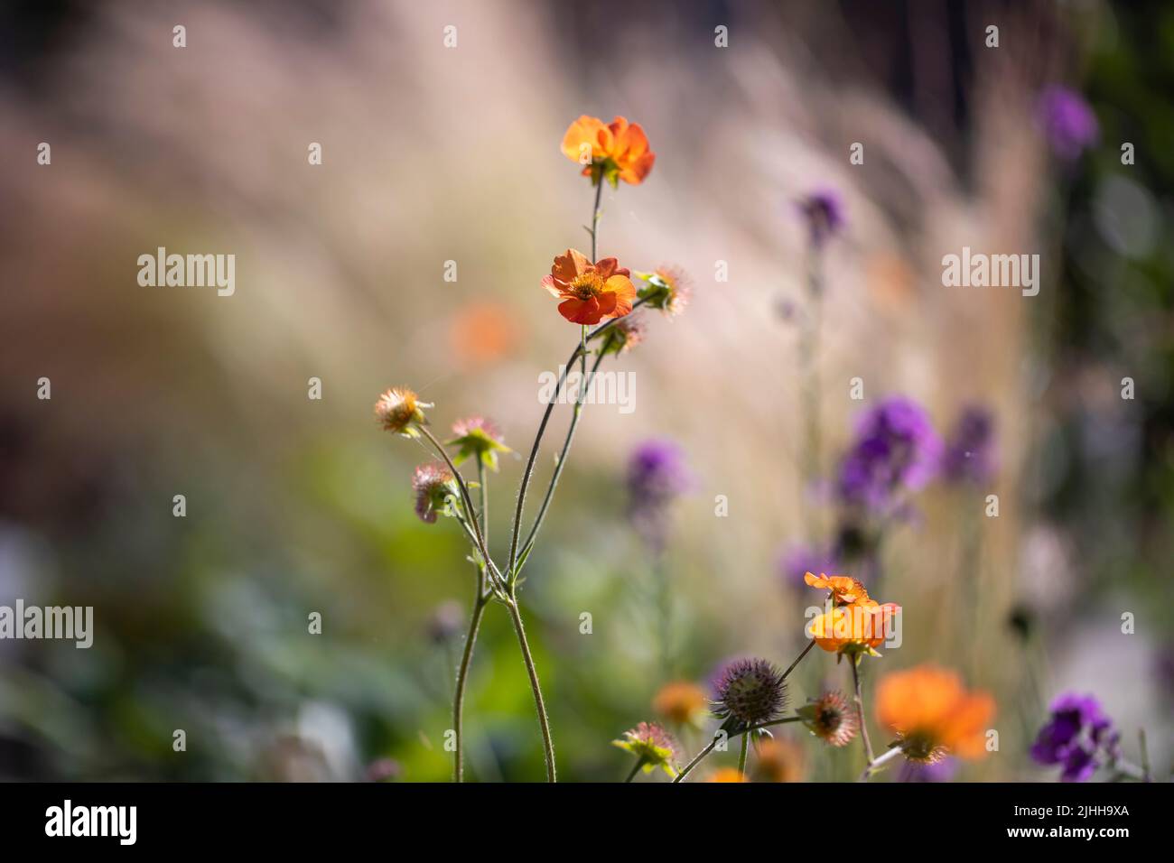 Geum völlig Mandarine im Garten, geringe Schärfentiefe Stockfoto
