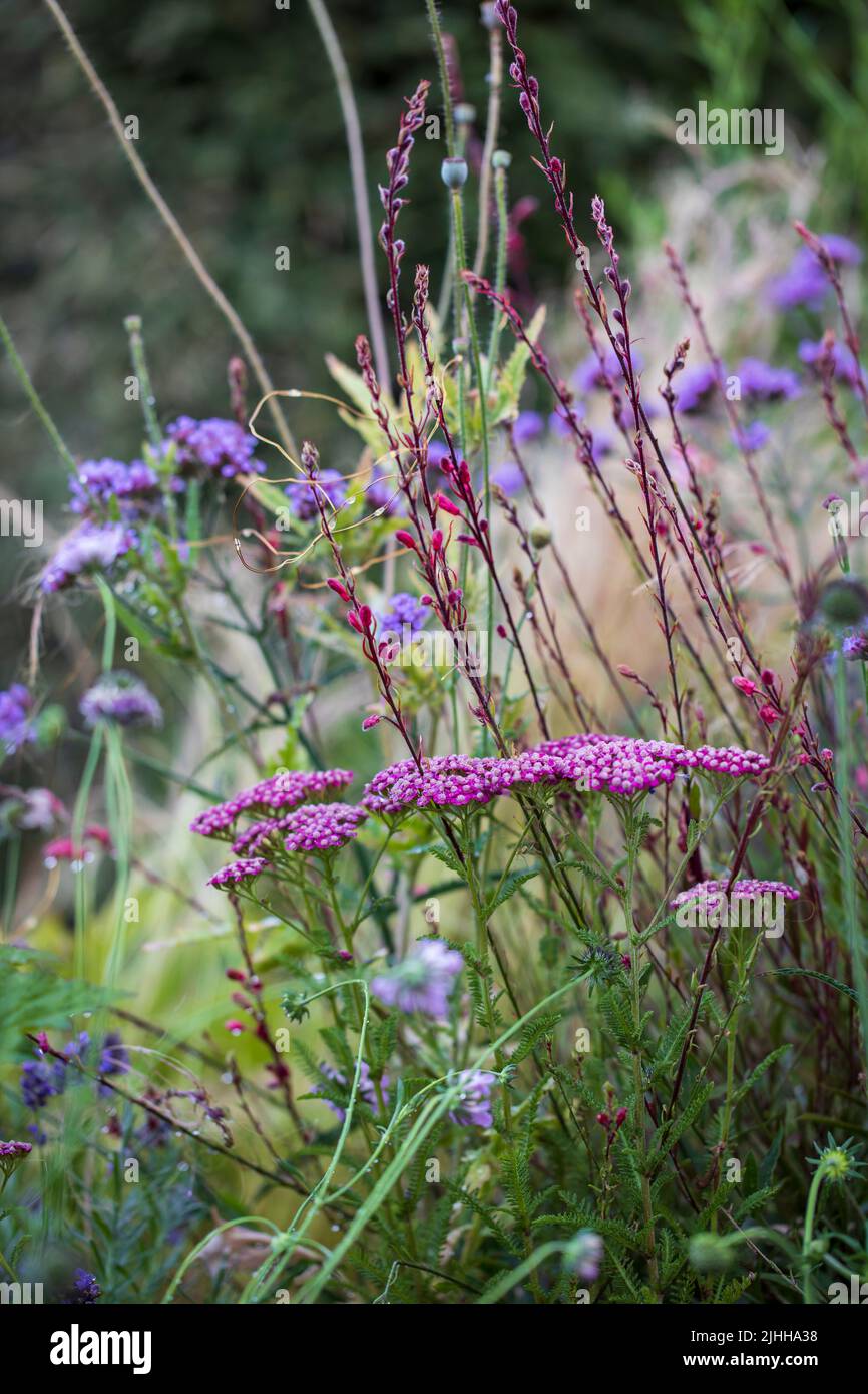 Achillea millefolium im Garten, geringe Schärfentiefe Stockfoto