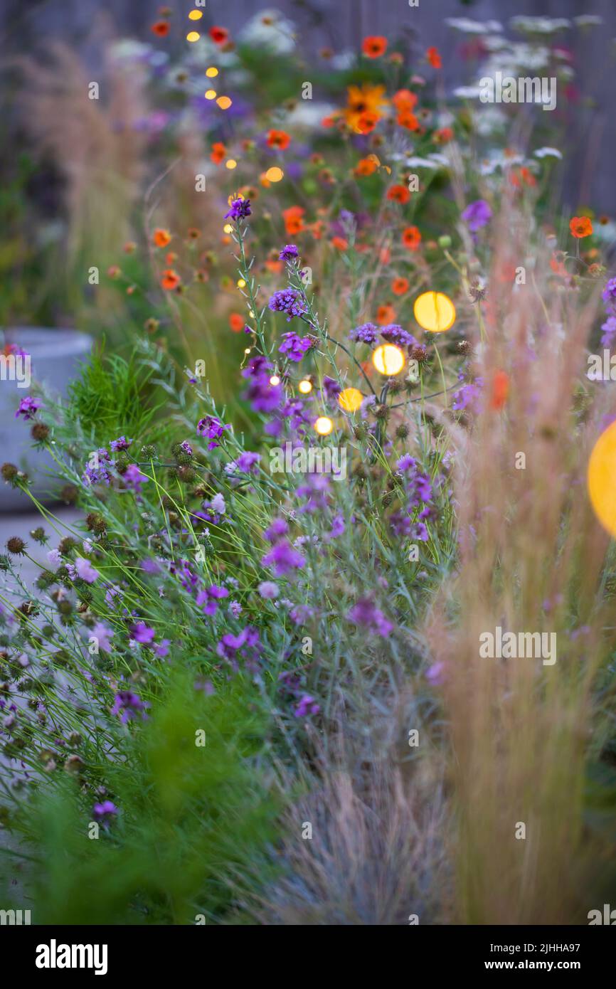 Geum tangerine und verbene mit Lichterketten, geringe Tiefenschärfe Stockfoto