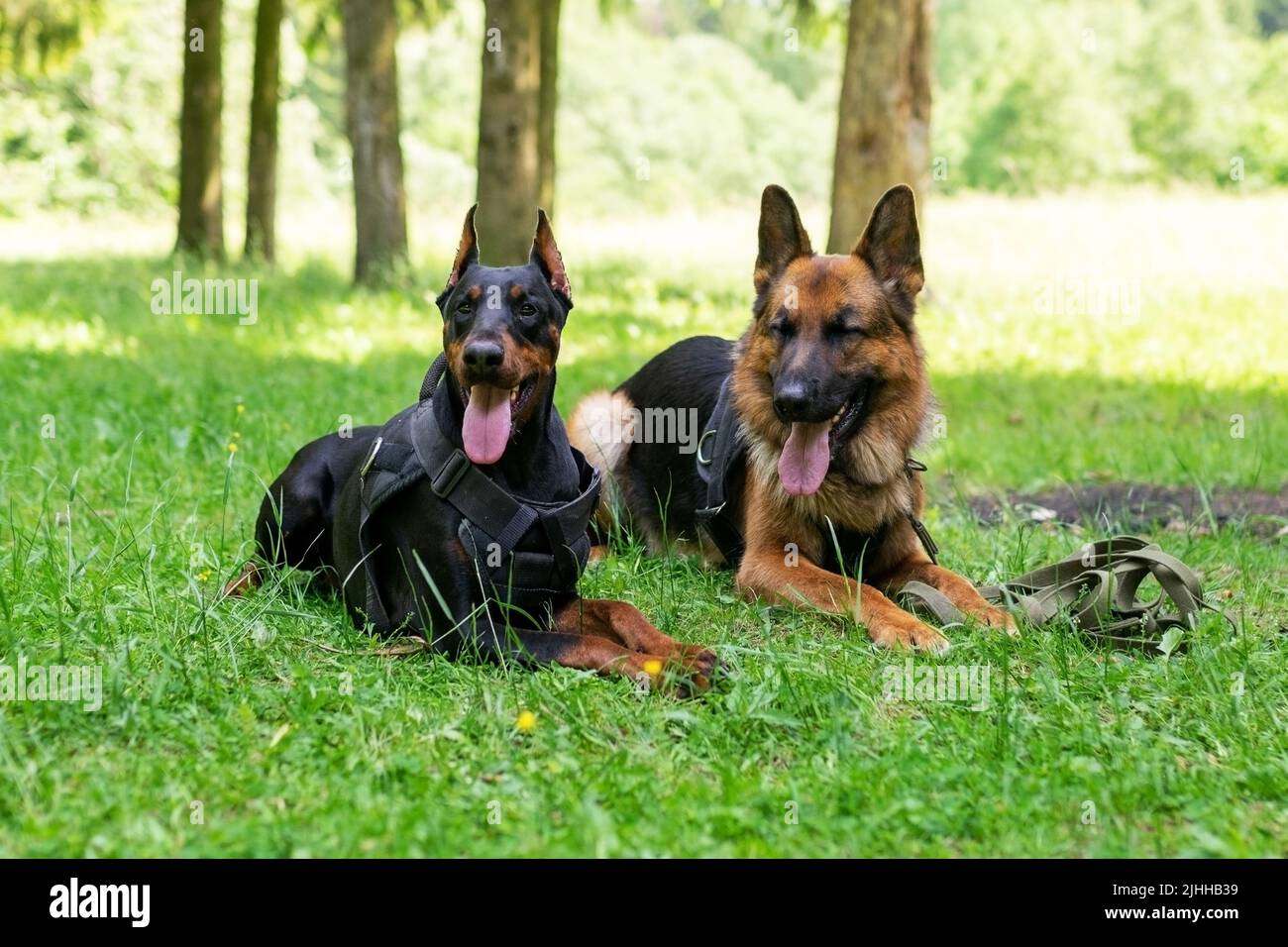 Dobermann und Deutscher Schäferhund, auf dem Gras im Wald. Hochwertige Fotos Stockfoto