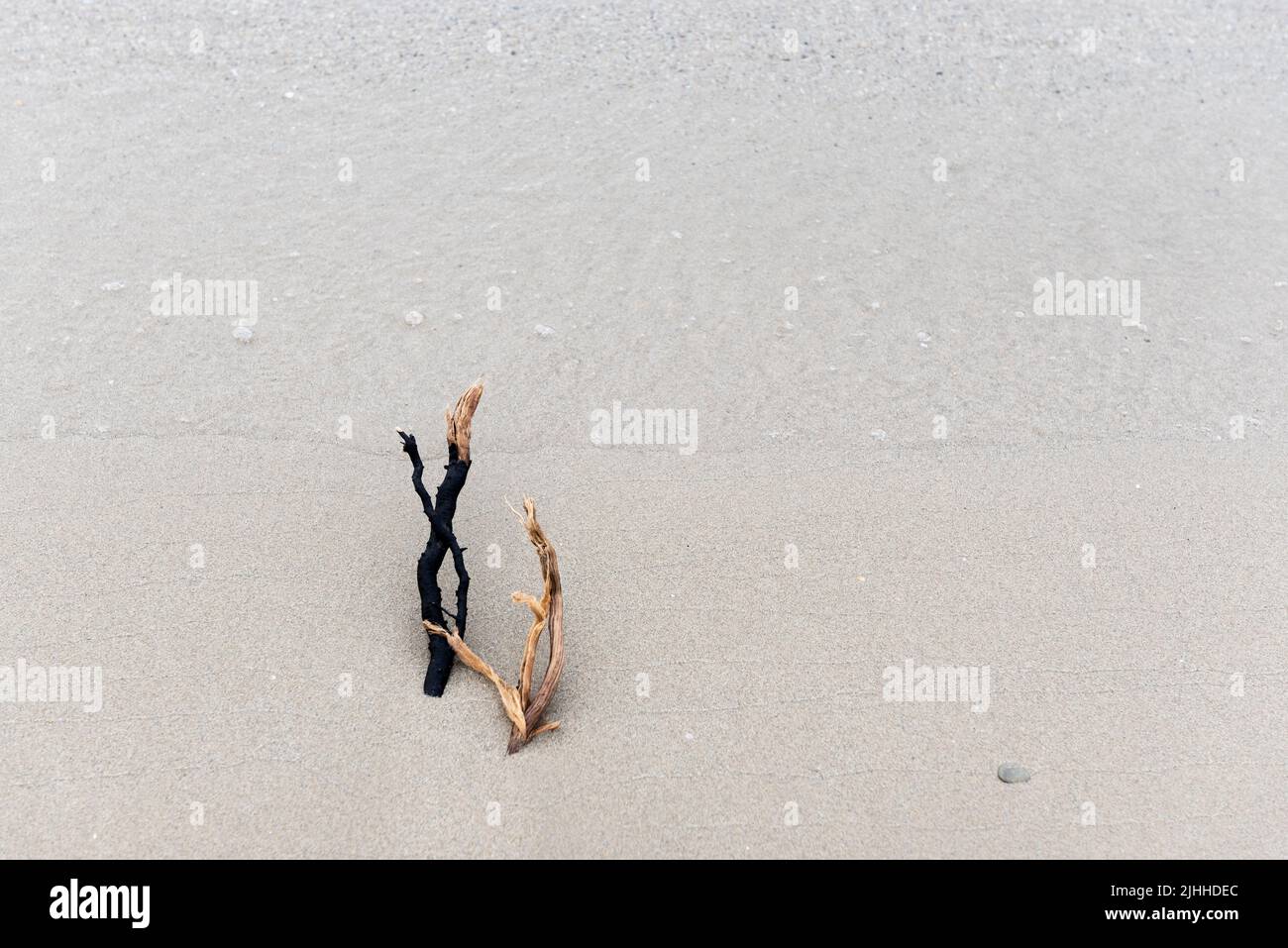 Wurzeln von Bäumen, die am Strand wachsen Stockfoto
