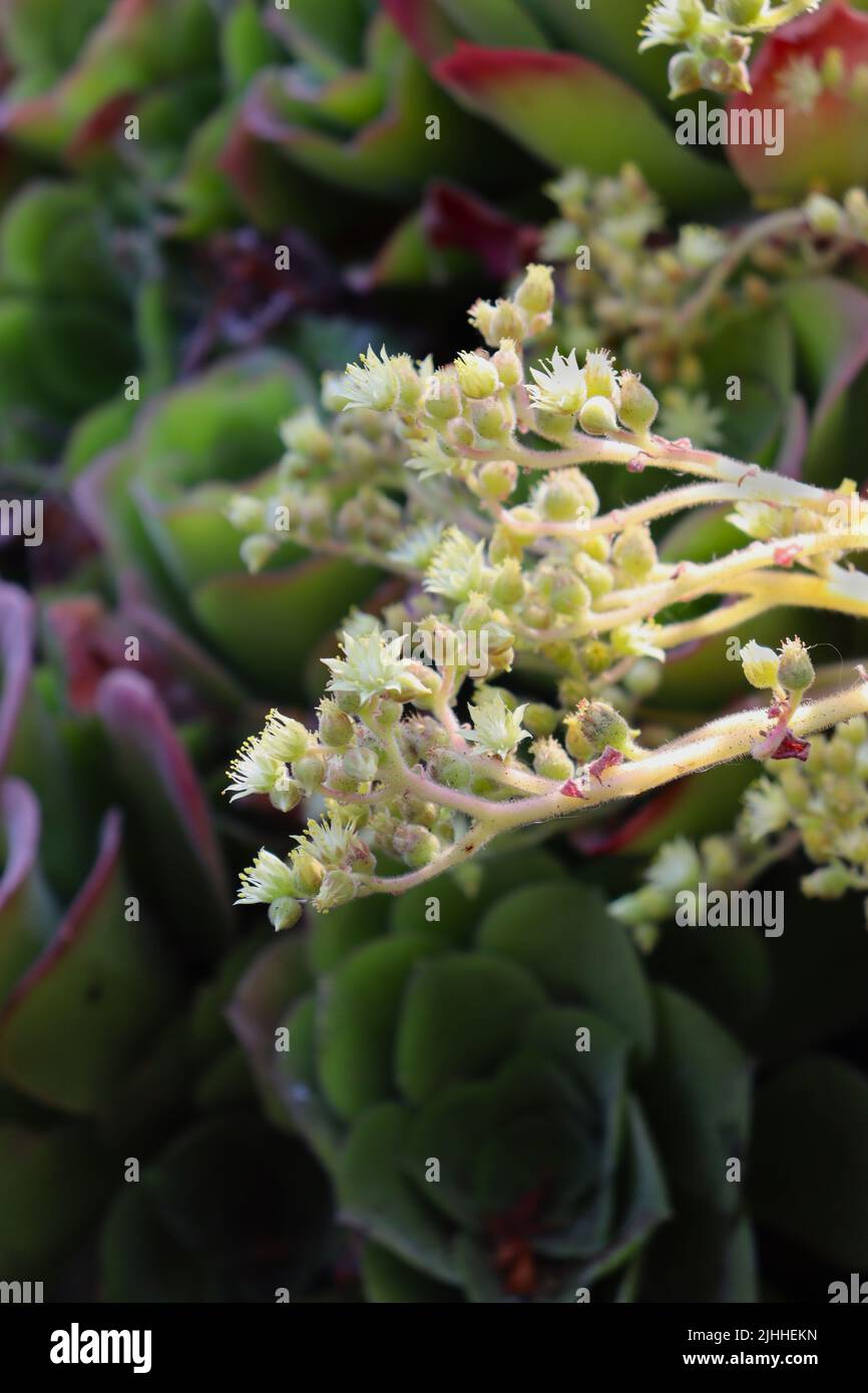 Eine Auswahl an Sukkulenten in einem gepflegten Garten, versteckt hinter einem mexikanischen Restaurant in San Simeon, Kalifornien. Am frühen Abend eingenommen. Stockfoto