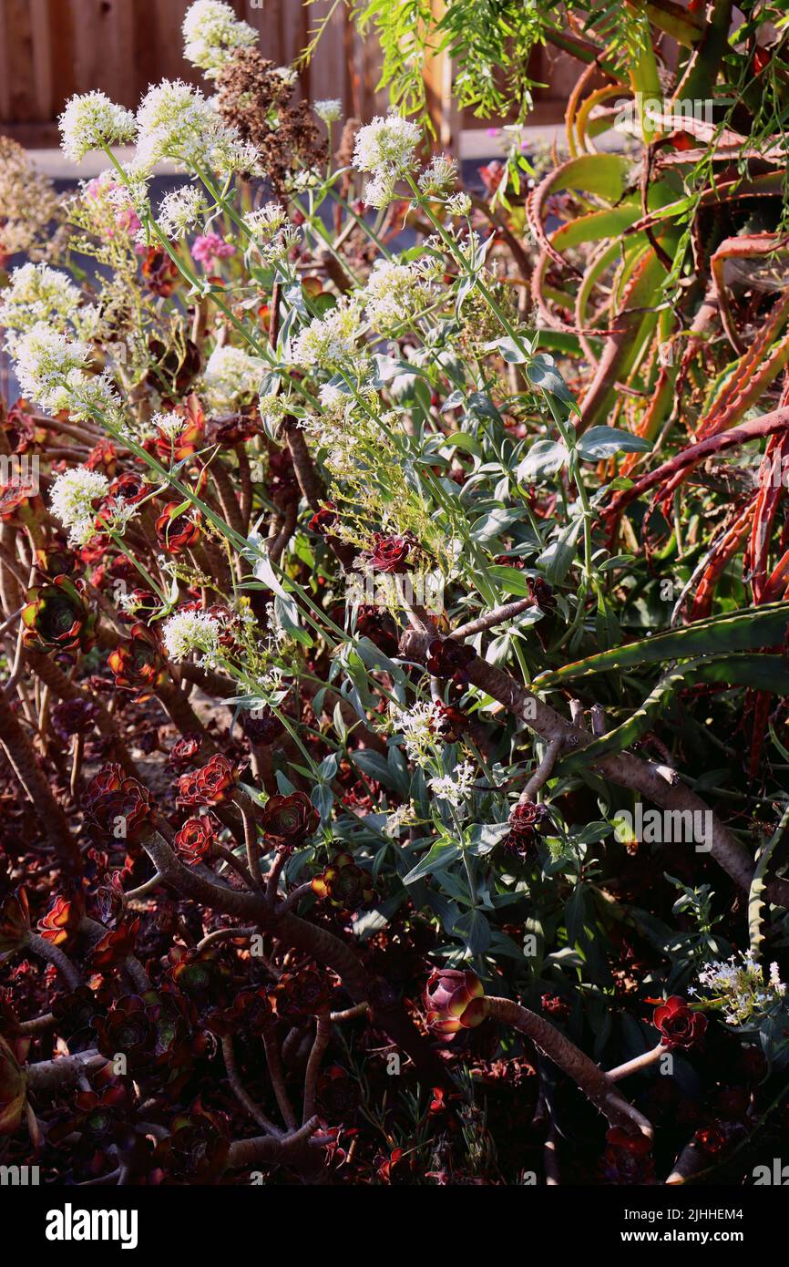 Eine Auswahl an Sukkulenten in einem gepflegten Garten, versteckt hinter einem mexikanischen Restaurant in San Simeon, Kalifornien. Am frühen Abend eingenommen. Stockfoto
