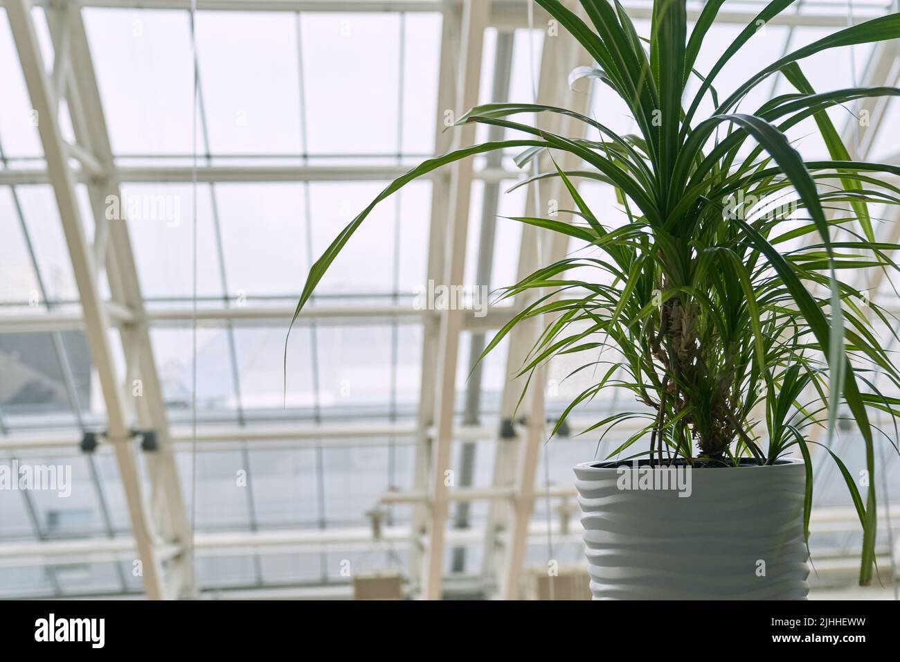 Schöne frische grüne Palme Pandanus amaryllifolius Rose Inn.Palm wächst in einem Topf. Asiatische krautige Pflanze, Keramik-Topf, auf dem Hintergrund des Fensters. Hochwertige Fotos Stockfoto