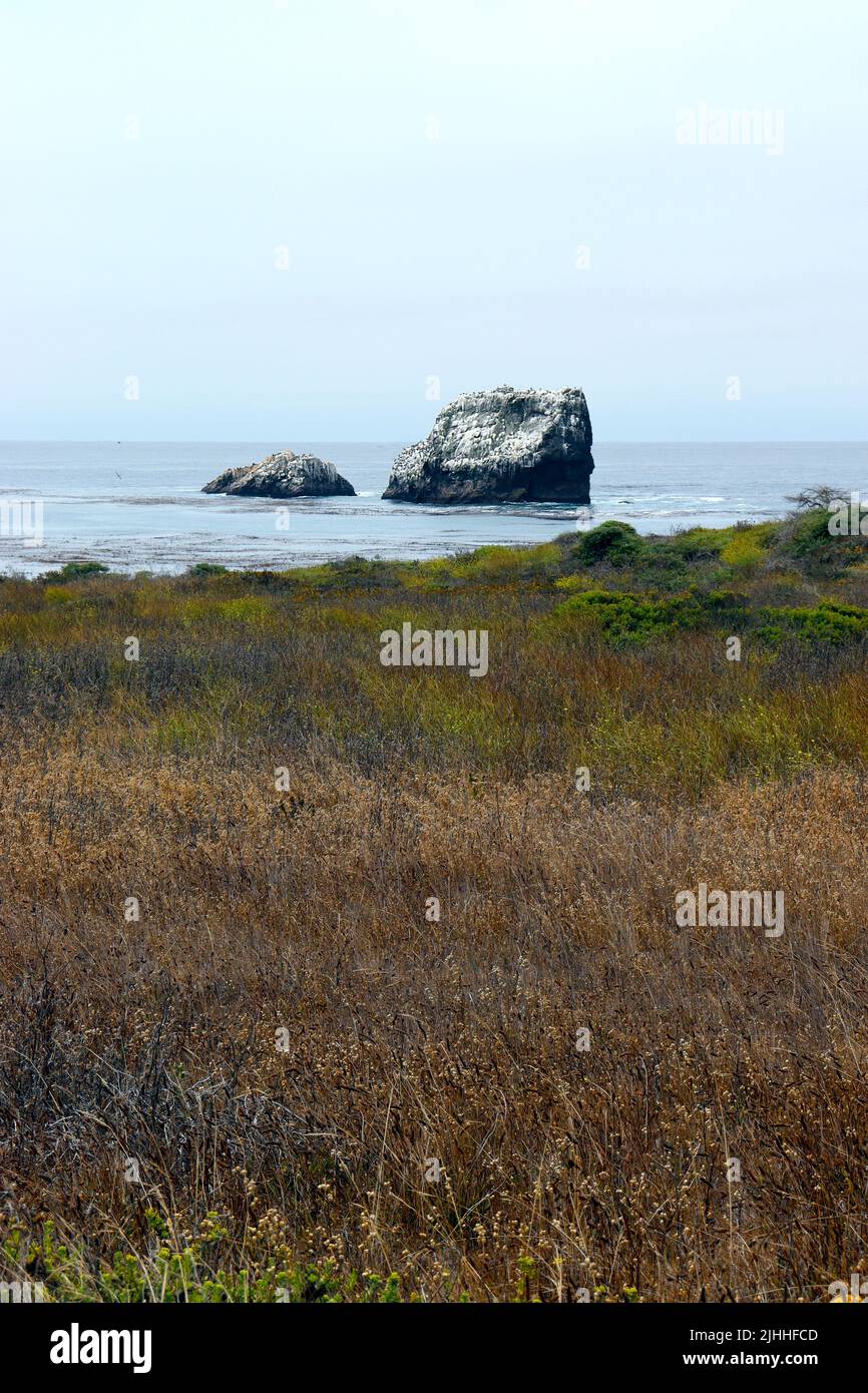 Aufgenommen auf dem Boucher Trail nördlich von San Simeon, CA an einem nebligen Morgen im Juli. Stockfoto