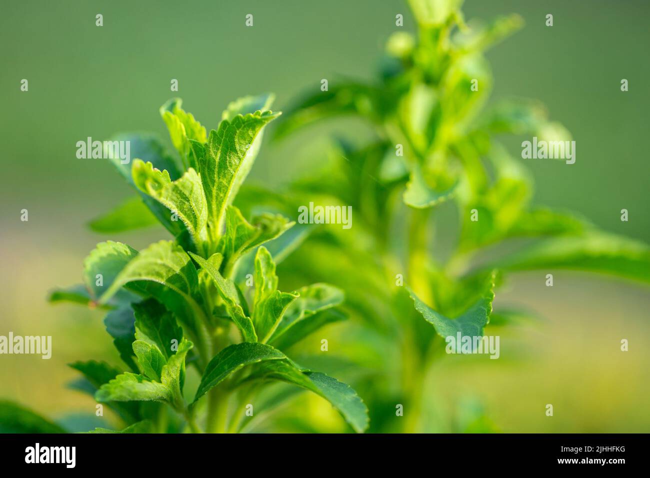 Stevia Zweig auf verschwommenem grünen Garten Hintergrund.Alternative kalorienarme pflanzliche Süßstoffe. Stockfoto