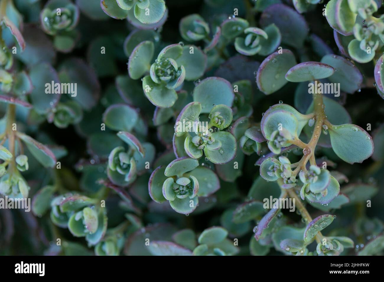 Sukkulenten und Sedumen.Sedum eversa Ewersii. Bodendeckenblume.schöner Hintergrund in grünen und blauen Farbtönen Stockfoto