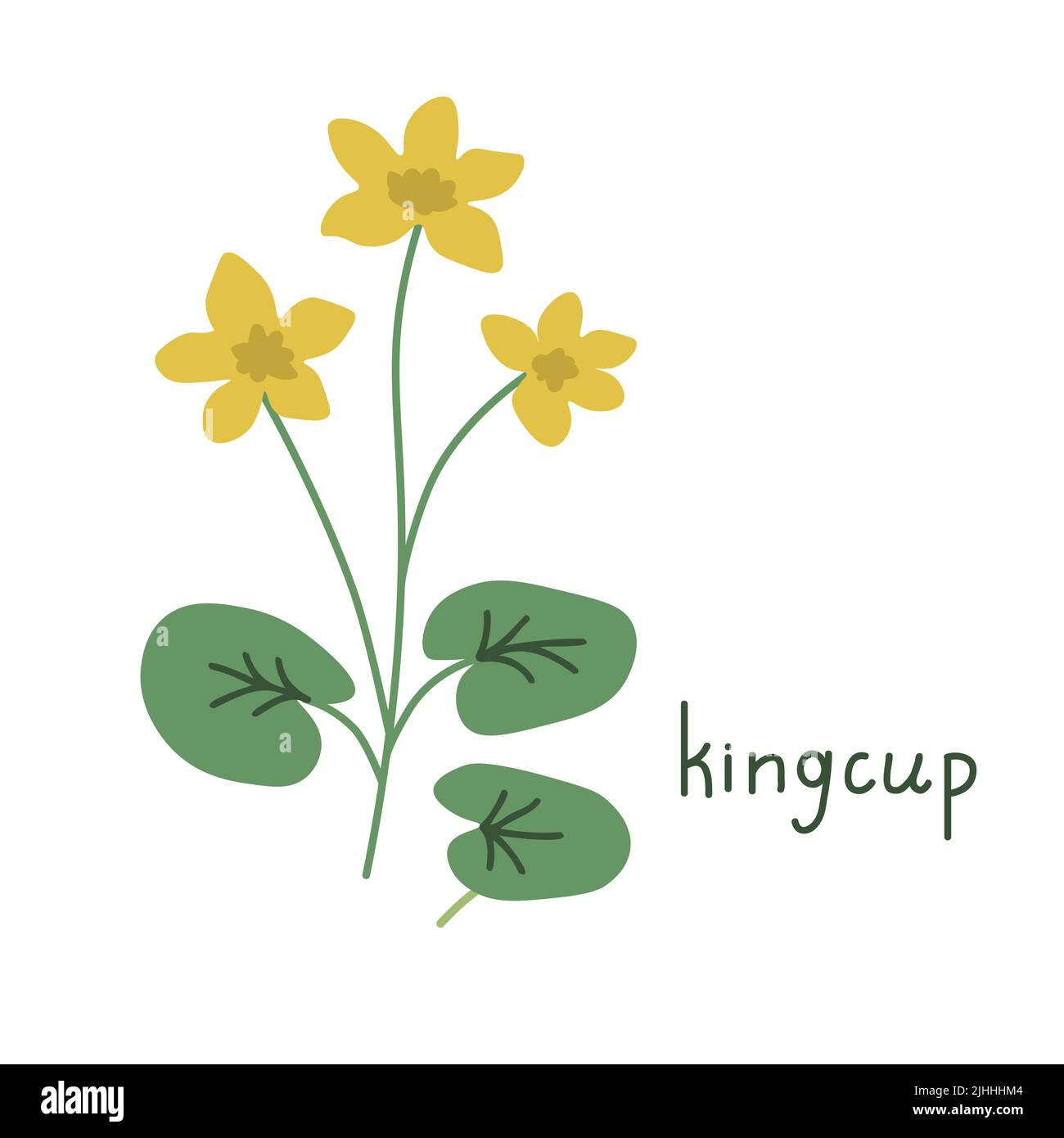 Caltha palustris Vektorgrafik Pflanze Stock Vektor