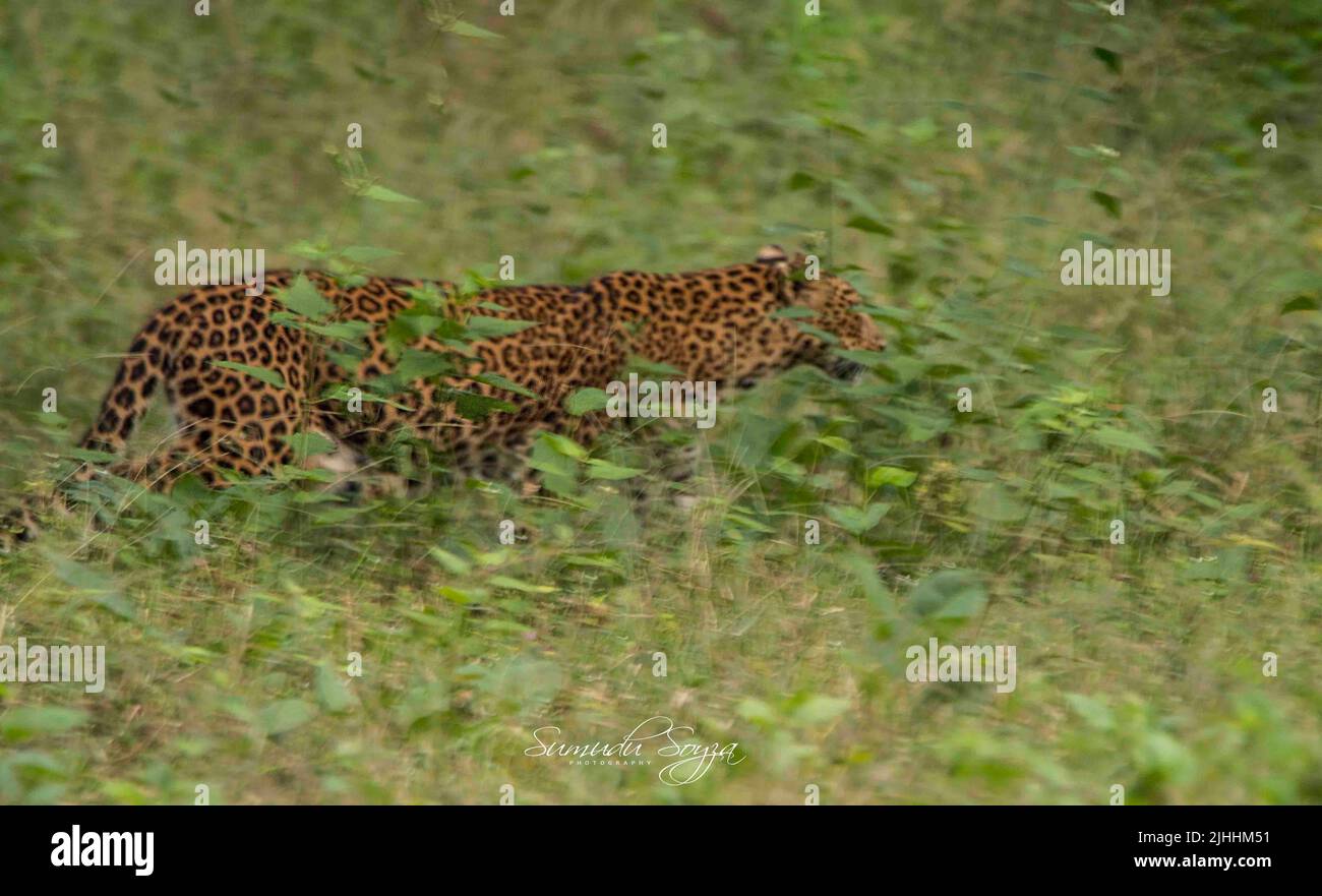 Leopard of Negarhole National Park, Indien Stockfoto