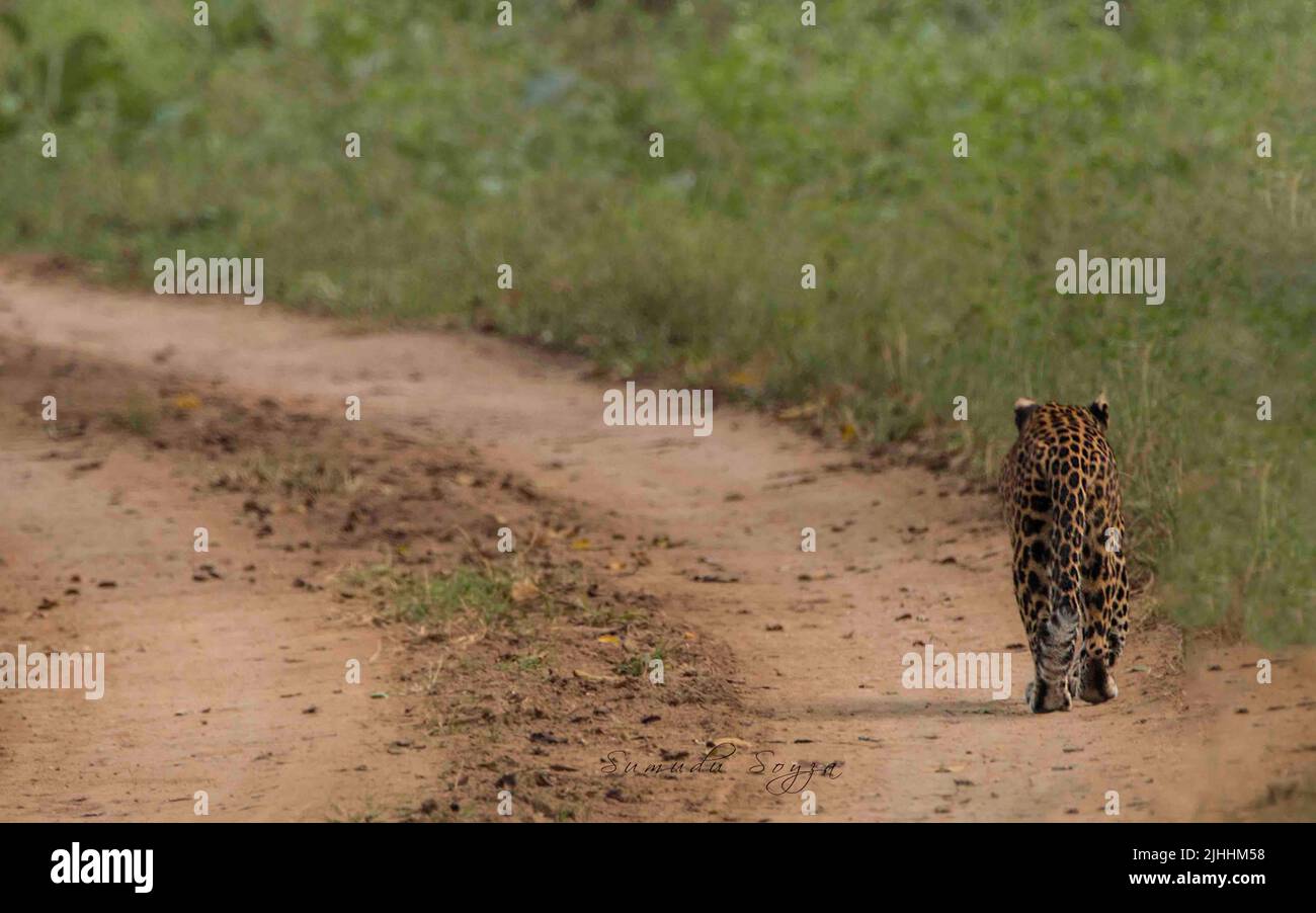 Leopard of Negarhole National Park, Indien Stockfoto