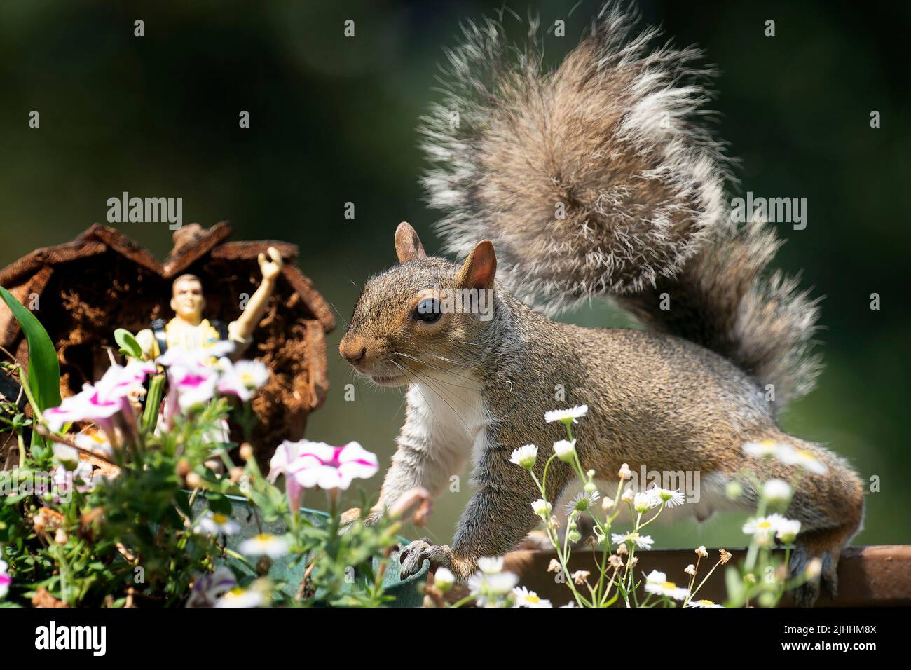 Eichhörnchen auf der Seite eines Vogelhauses Stockfoto