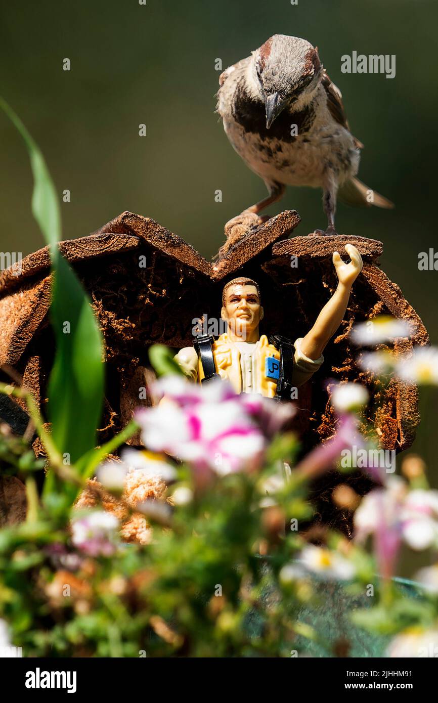 Sparrowl auf dem Dach eines Vogelhauses Stockfoto