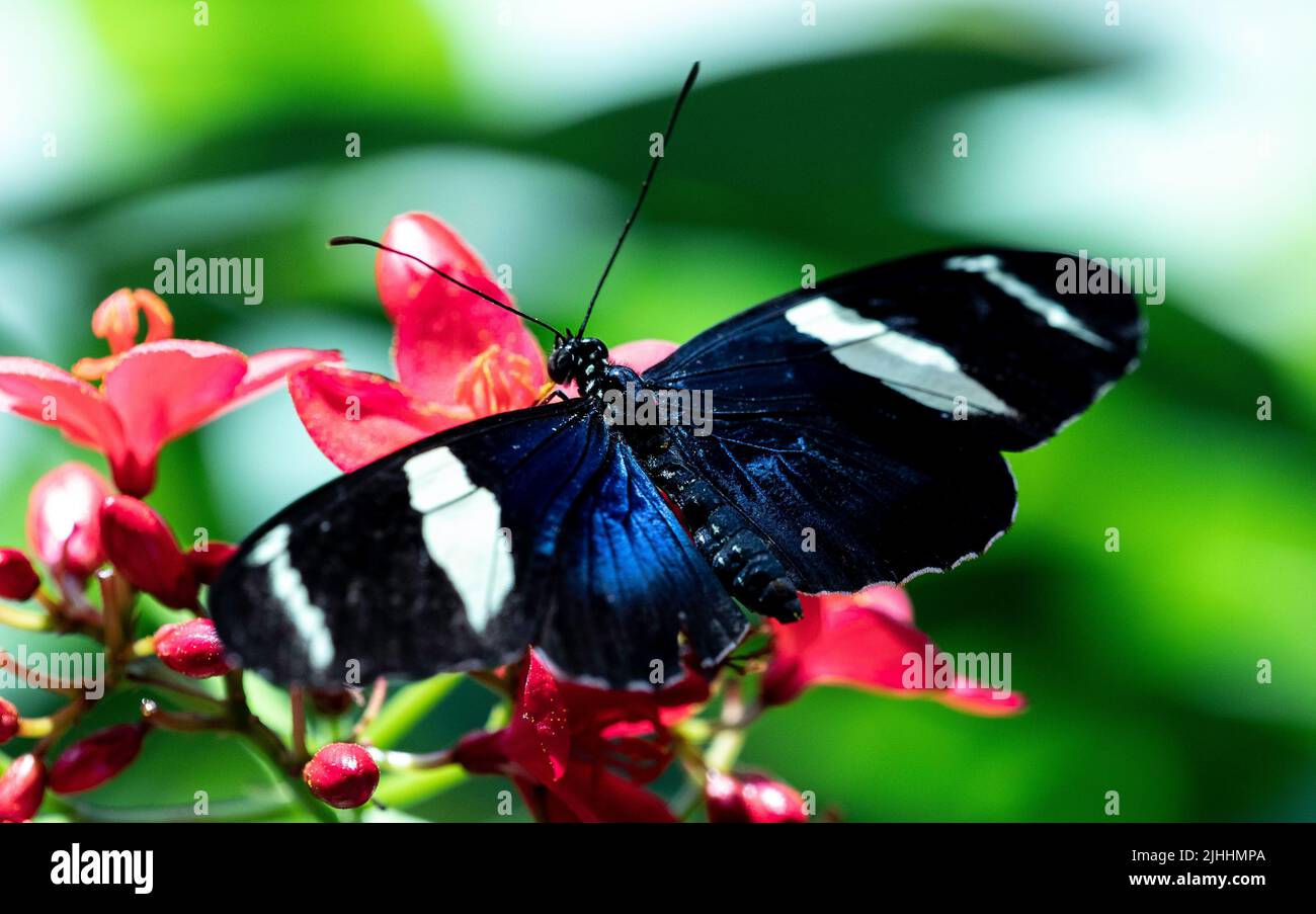 Schwarz-weiß Sara Longwing Butterfly auf einer Blume Stockfoto