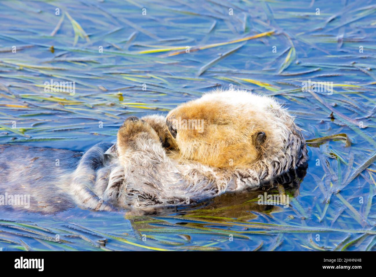 Seeotter, der in Algen schläft Stockfoto