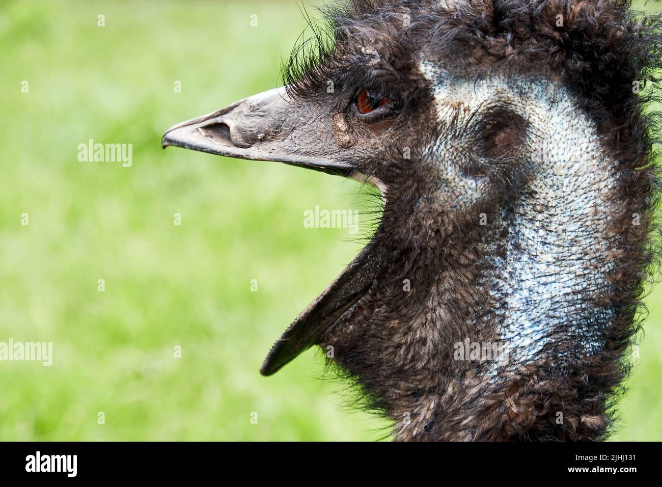 Überrascht schreiender Strauß, Porträtansicht. Lustige Tiere Hintergründe Stockfoto