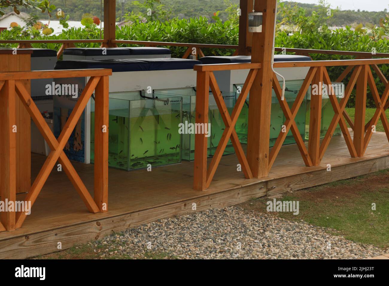 Pediküre-Fisch-Spa. Garra Rufa Fische Wellnessbehandlung. Nahaufnahme von Fisch und Füße im blauen Wasser. Stockfoto