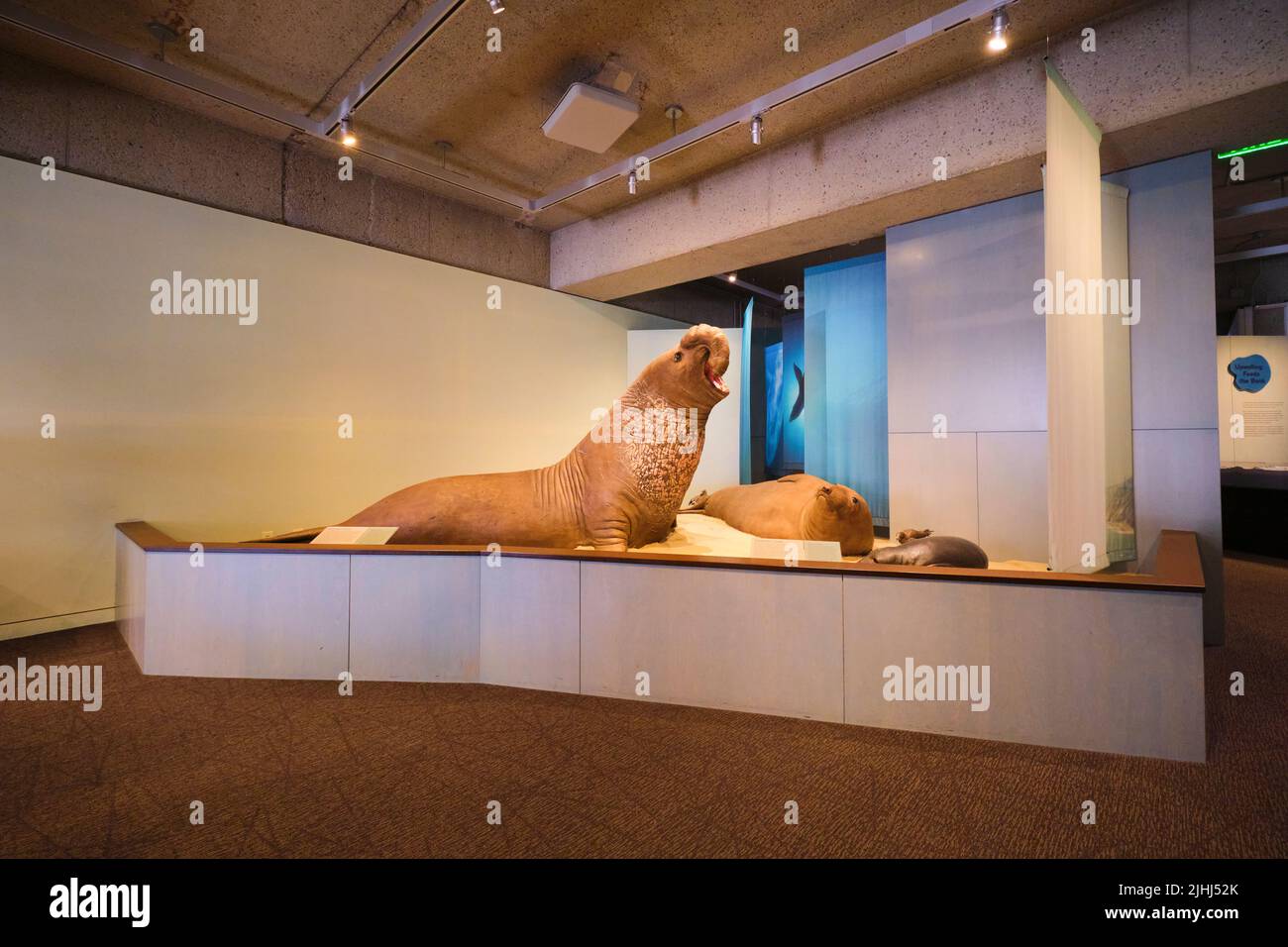 Ein Diorama, Darstellung eines lebensgroßen Seelöwen, Robbe. Im Oakland Museum of Art in Oakland, Kalifornien. Stockfoto