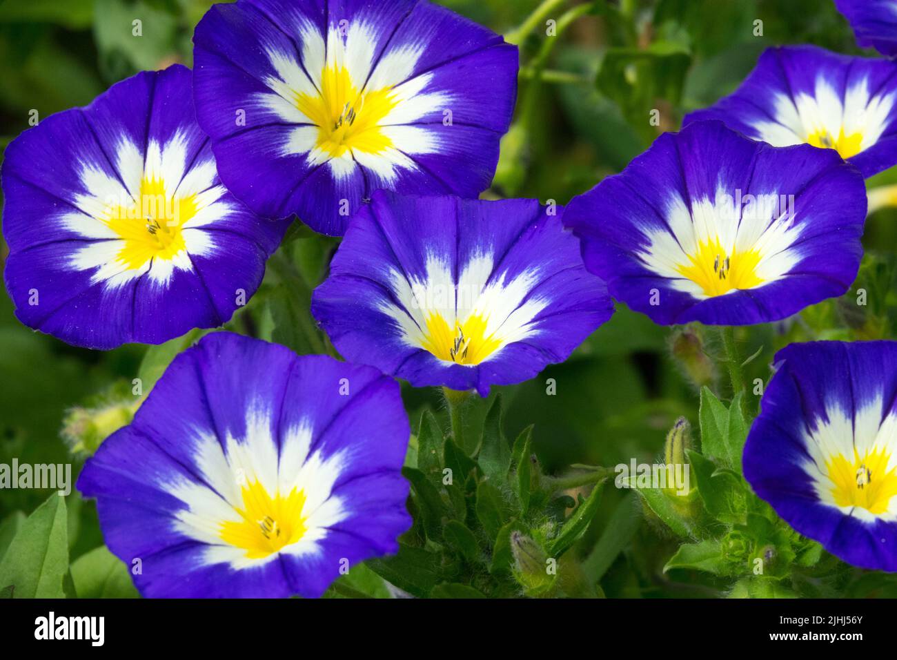 Convolvulus tricolor 'Blue Ensign', Zwerg Morning Glory Annual, Pflanze, Blüte, Convolvulus 'Blue Ensign' Stockfoto