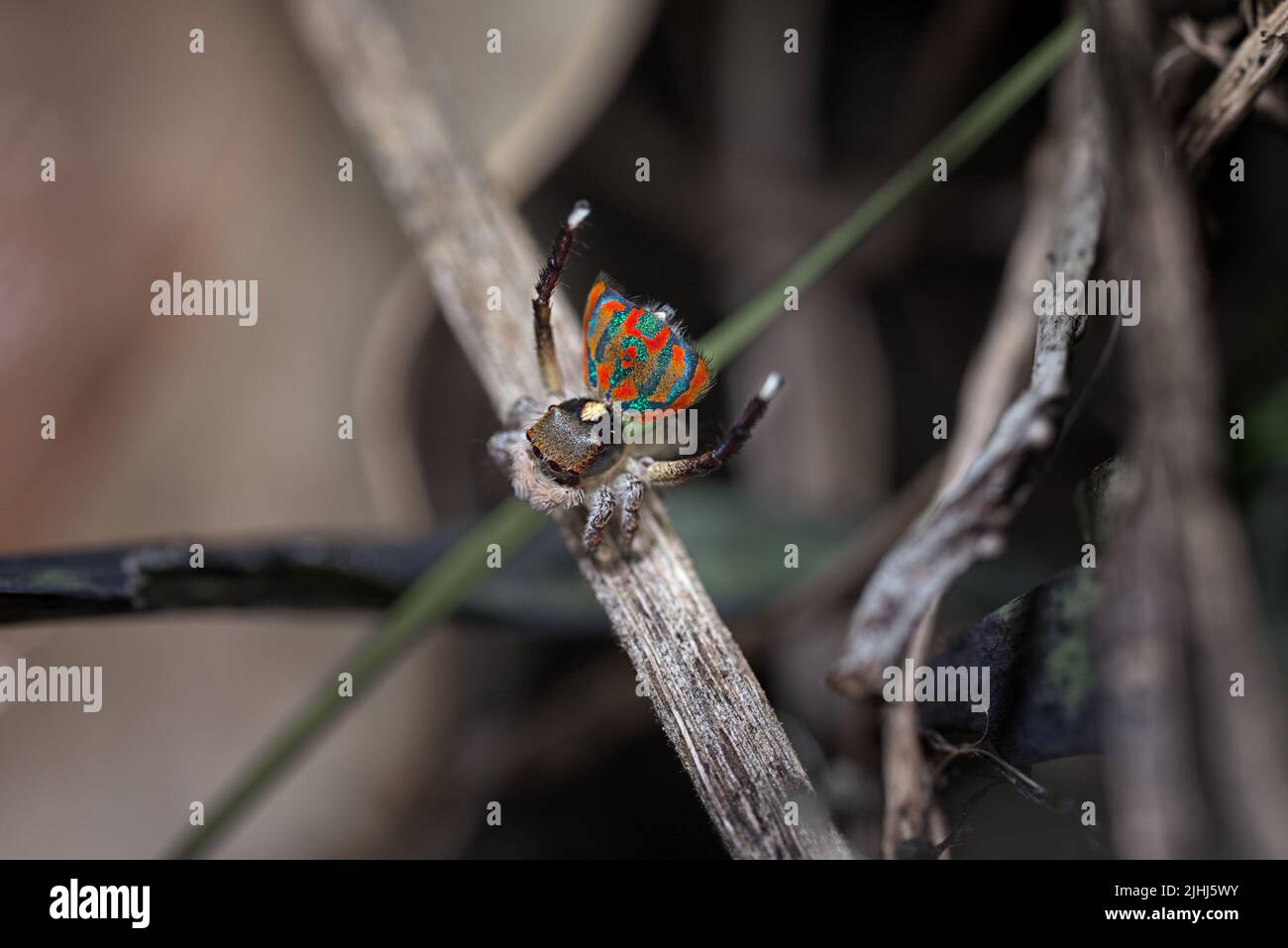 Pfauenspinne (Maratus clupeatus), die einem Weibchen sein Zuchtgefieder mit einer tanzenden Schau zeigt Stockfoto