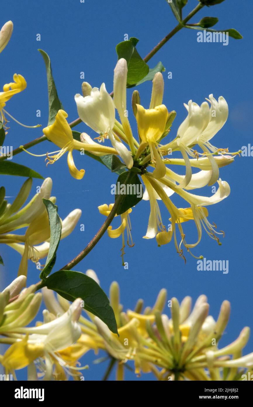 Weißgelb, Blume, Klettern, Pflanze, Geißelbohne, Lonicera periclymenum Stockfoto