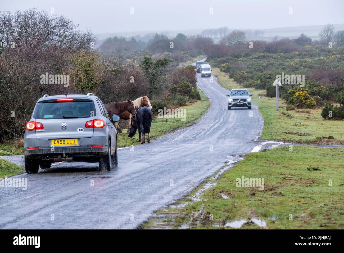 Fahrzeuge, die für Bodmin Ponies langsamer werden, grasen bei kalter Witterung am Straßenrand auf den wilden Goonzion Downs auf Bodmin Moor in Cornwall. Stockfoto