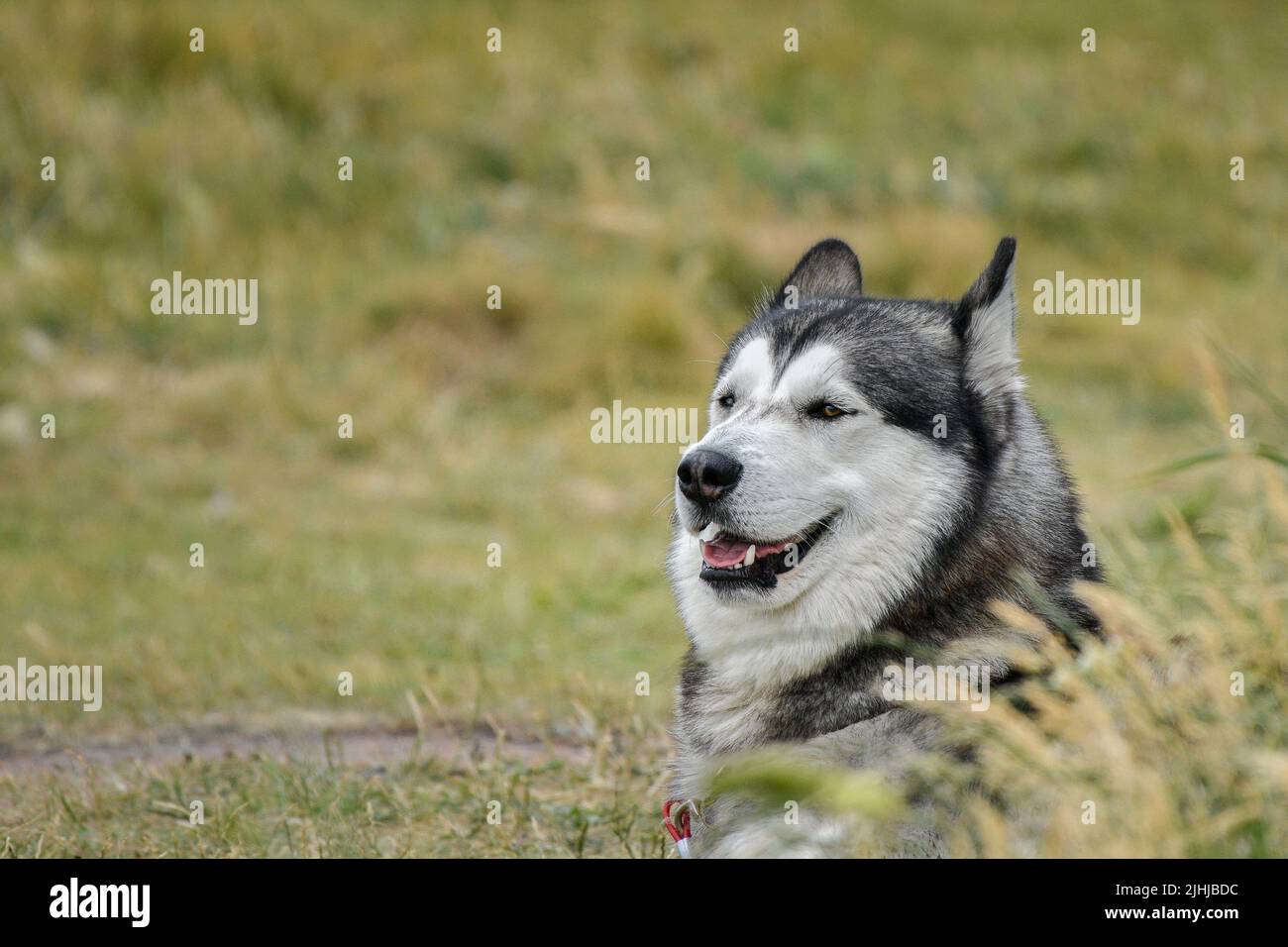 Ein Alaskan Mamalute Hund in Ruhe. Stockfoto