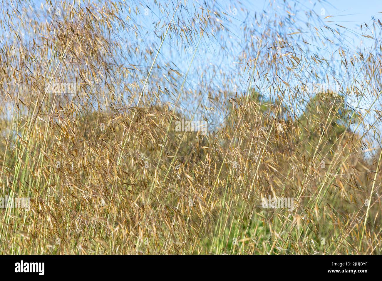Stipa gigantea / goldener Hafer, Ziergras in der Blüte, fangen Bewegung des Windes Stockfoto
