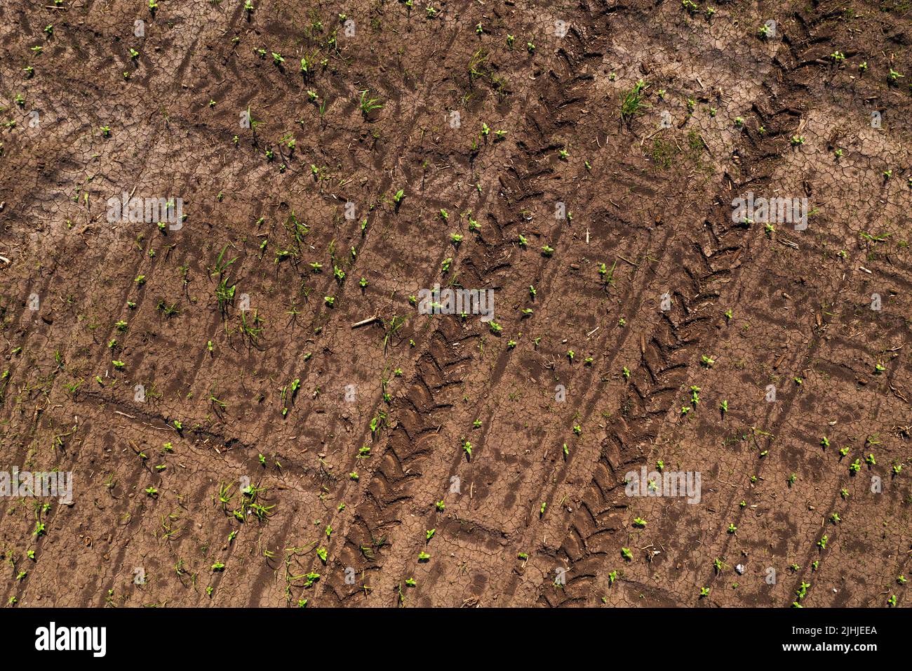 Traktorreifen Spur Muster Aufdruck im Boden von kultivierten Maispflanzenfeld als abstrakter landwirtschaftlicher Hintergrund, direkt oben Stockfoto