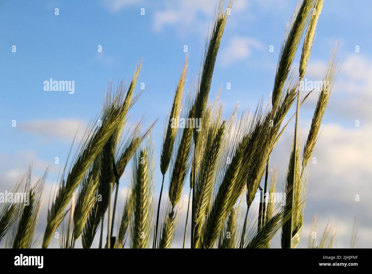 Unreife Weizenohren wachsen unter blauem Himmel Stockfoto