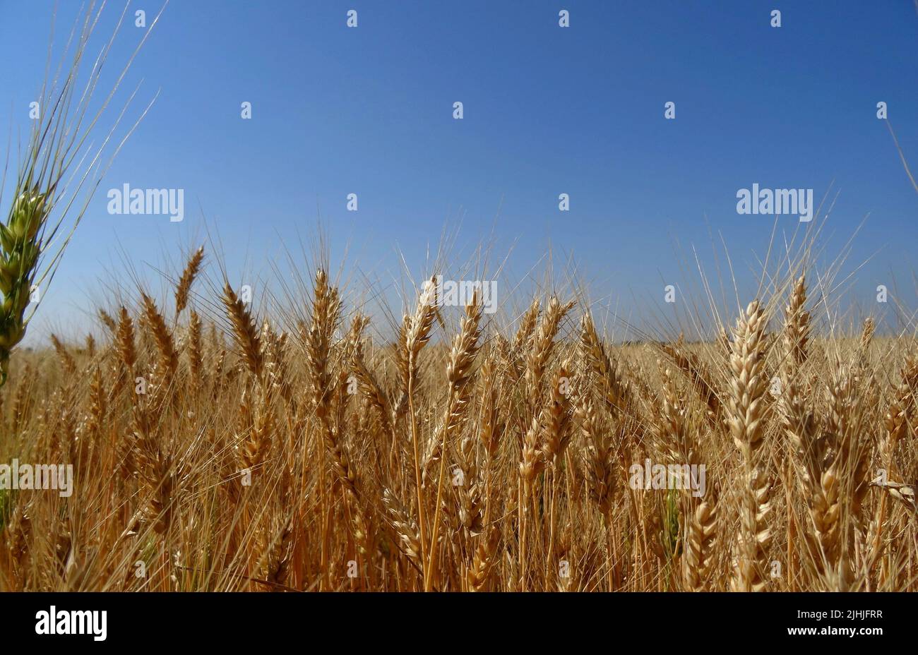 Spikes auf dem Feld gesägt mit Weizen detaillierte Stock Foto Stockfoto