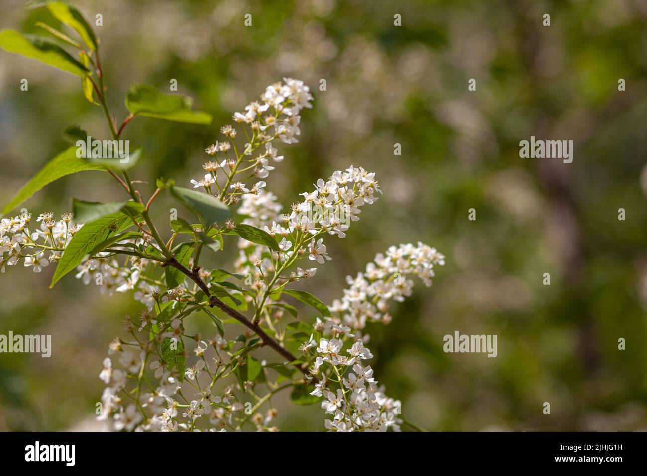 Vogelkirschblütenzweig auf abstraktem, unscharfem Hintergrund. Stockfoto