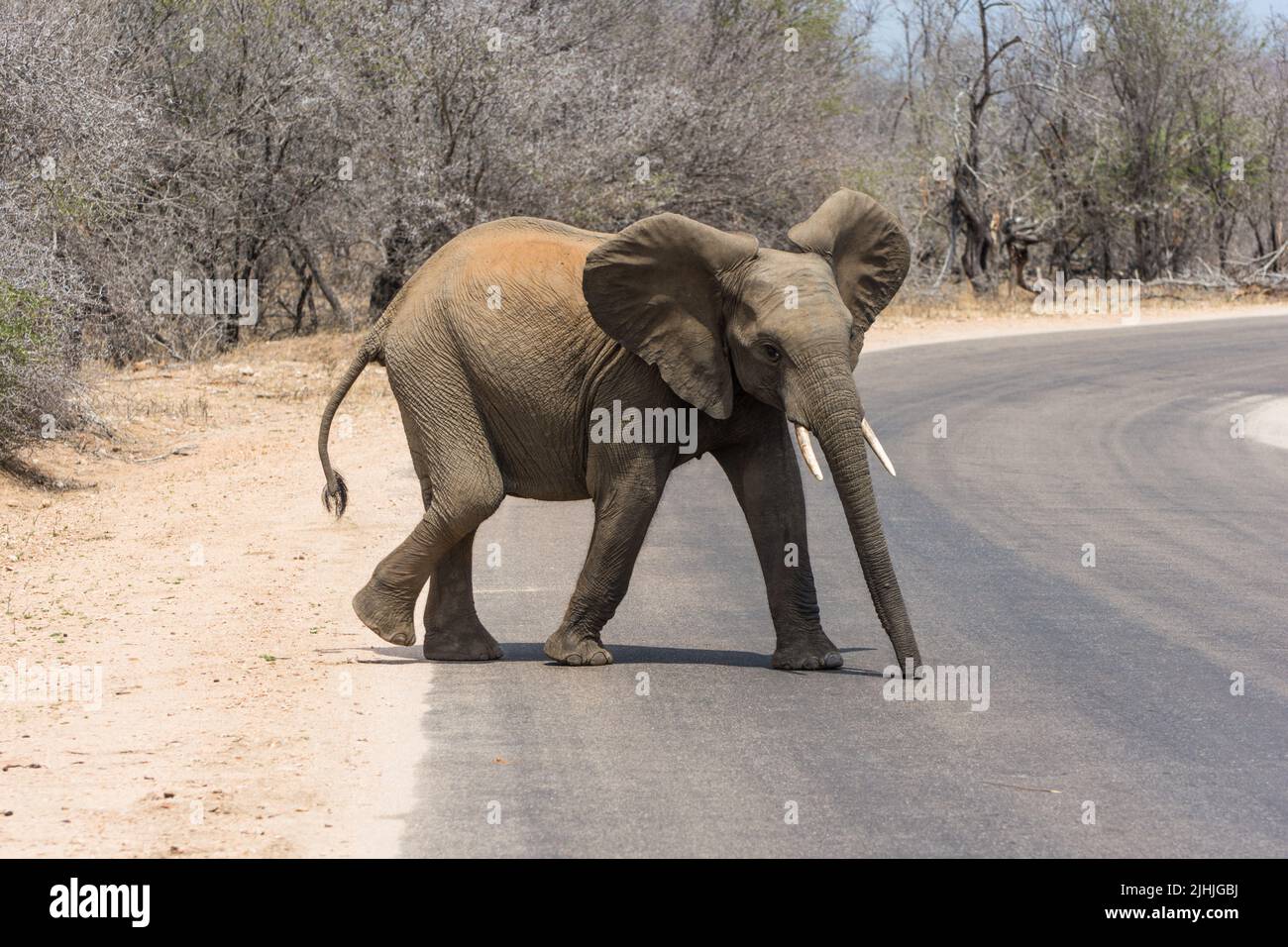 Der junge afrikanische Elefant blickt mit Haltung auf die Kamera, während er eine Straße im Krüger Park in Südafrika überquert. Stockfoto