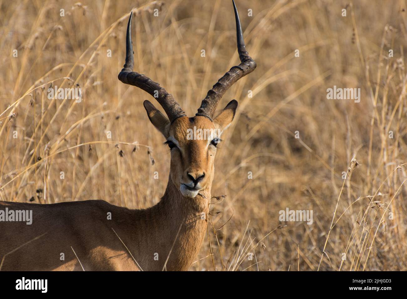 Porträt eines Impalas im Krüger Park, Süd-Afirca. Stockfoto