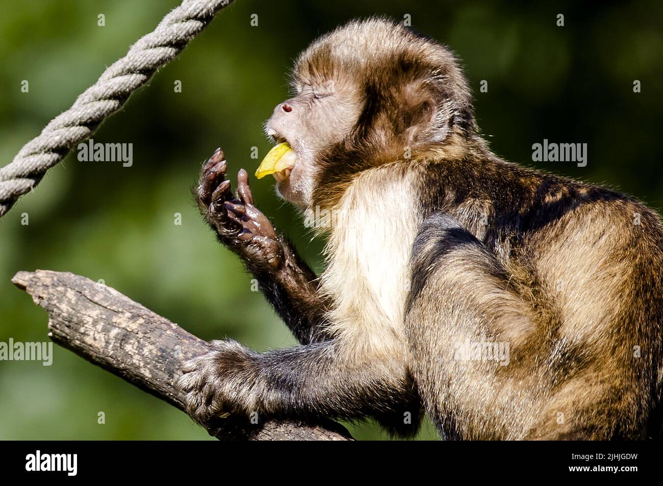 Apen van de oude wereld -Fotos und -Bildmaterial in hoher Auflösung – Alamy