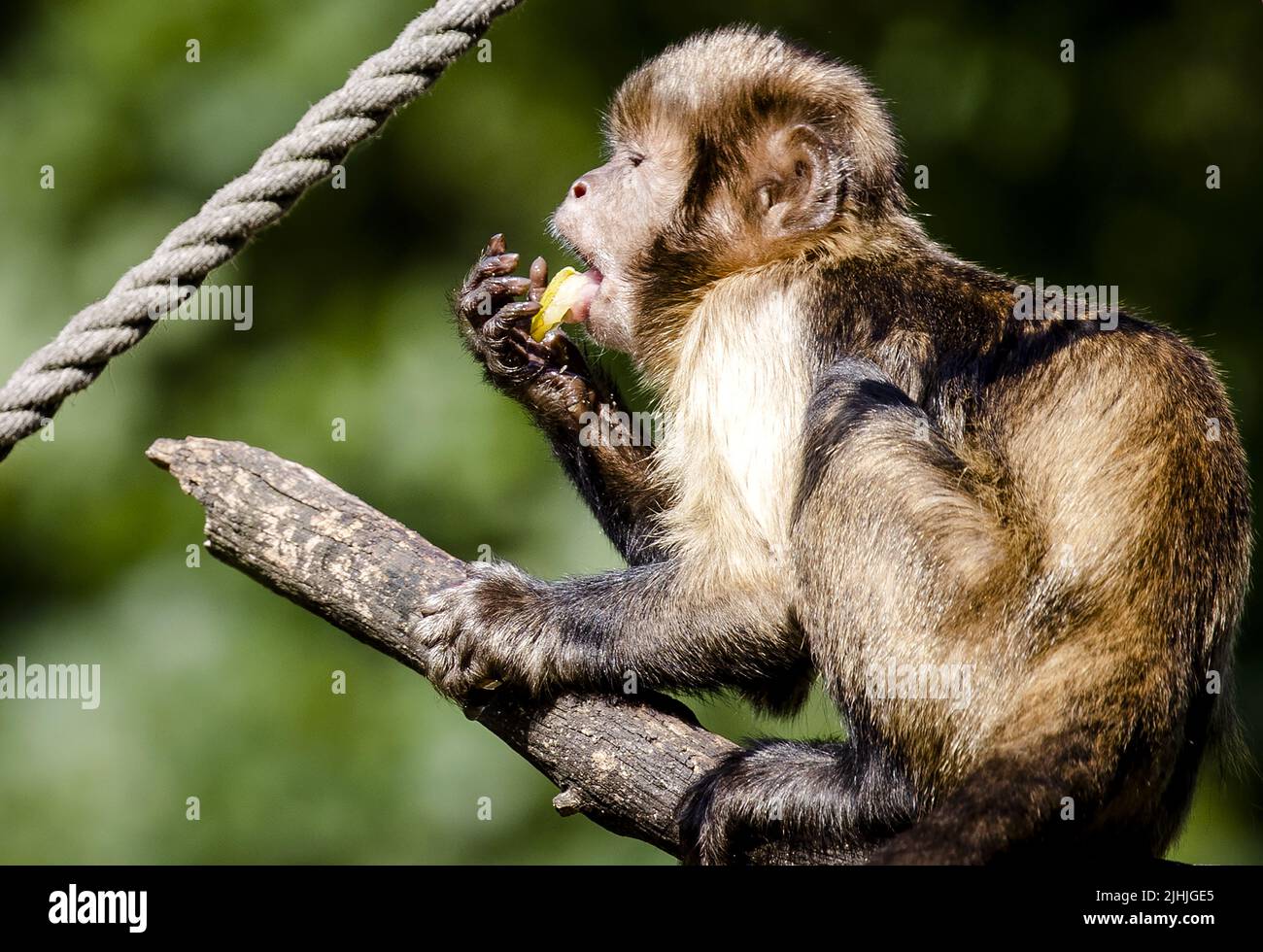 2022-07-19 10:29:47 AMERSFOORT - Ein gelber Kapuzineraffen im Amersfoort Zoo wird ein Eis gegeben, um sich abzukühlen. Aufgrund der hohen Temperaturen hat die KNMI den Code orange ausgegeben. ANP SEM VAN DER WAL niederlande Out - belgien Out Stockfoto