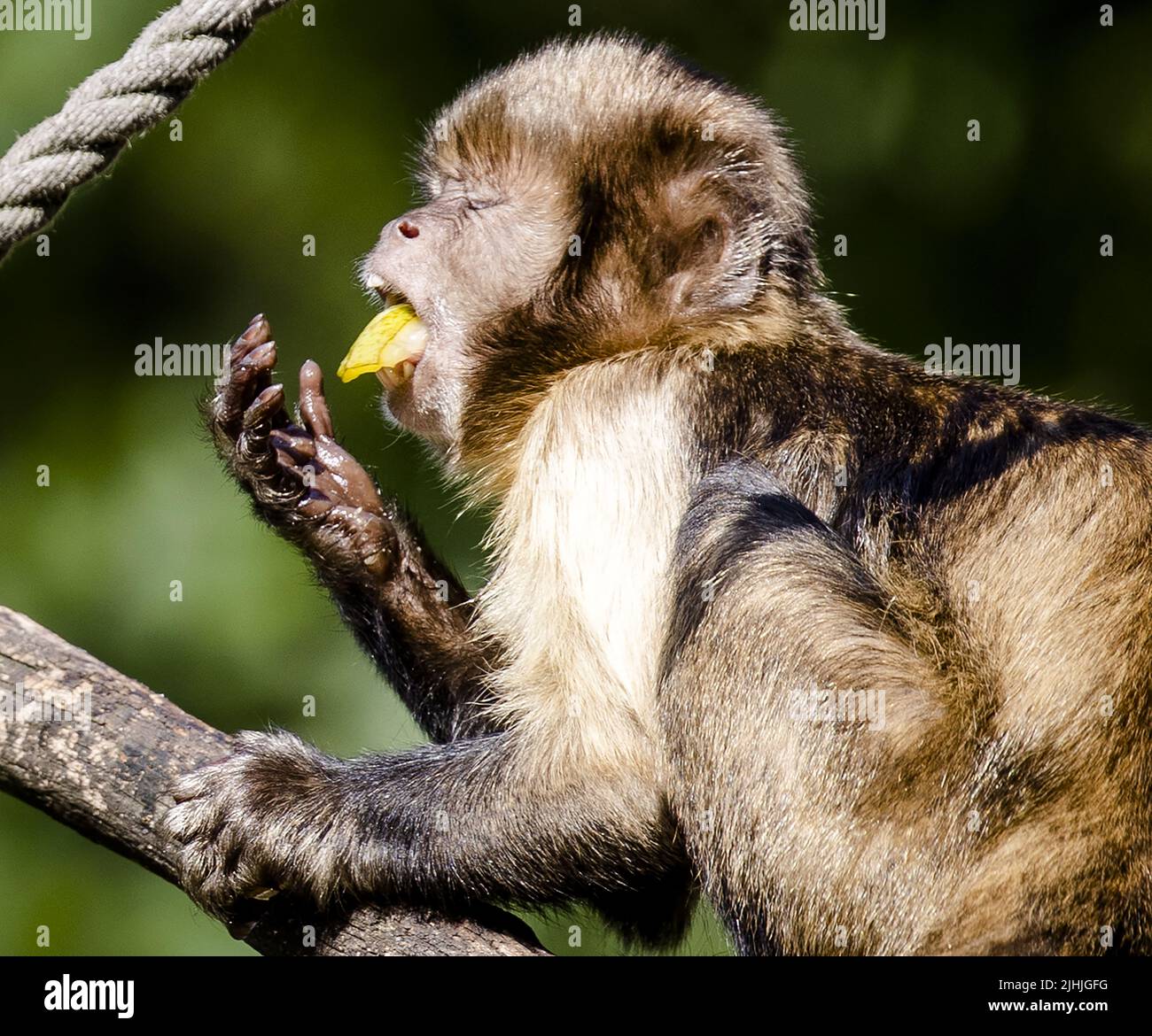 2022-07-19 10:29:46 AMERSFOORT - Ein gelber Kapuzineraffen im Amersfoort Zoo wird ein Eis gegeben, um sich abzukühlen. Aufgrund der hohen Temperaturen hat die KNMI den Code orange ausgegeben. ANP SEM VAN DER WAL niederlande Out - belgien Out Stockfoto