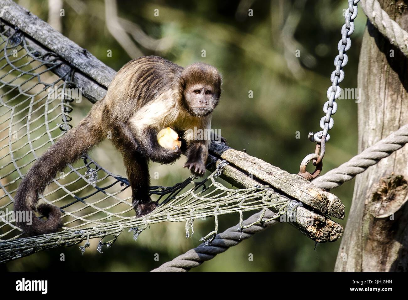 2022-07-19 10:33:11 AMERSFOORT - Ein gelber Kapuzineraffen im Amersfoort Zoo wird ein Eis gegeben, um sich abzukühlen. Aufgrund der hohen Temperaturen hat die KNMI den Code orange ausgegeben. ANP SEM VAN DER WAL niederlande Out - belgien Out Stockfoto
