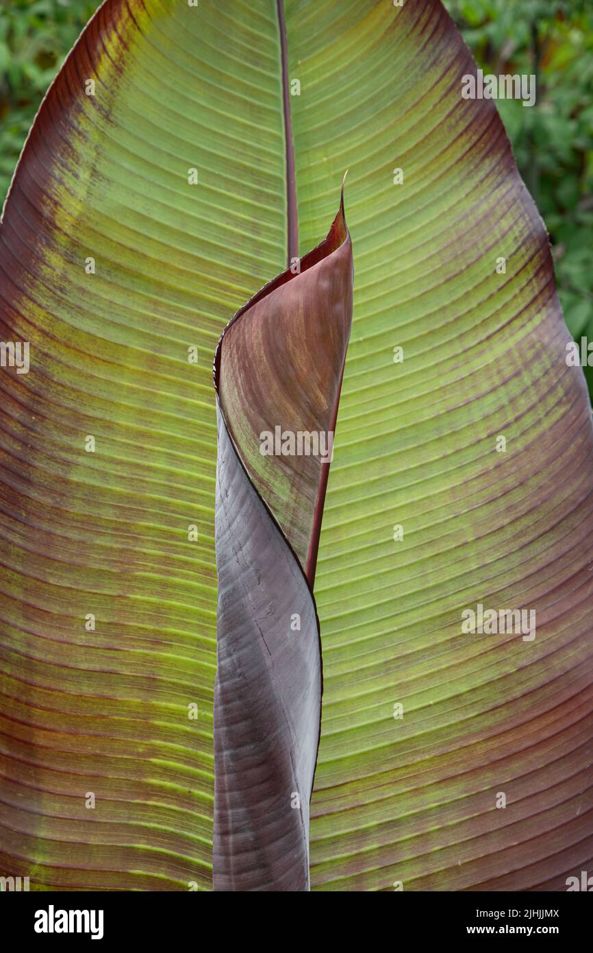 Äthiopische Schwarze Banane: Ensene ventricosum 'Maurelli' Stockfoto