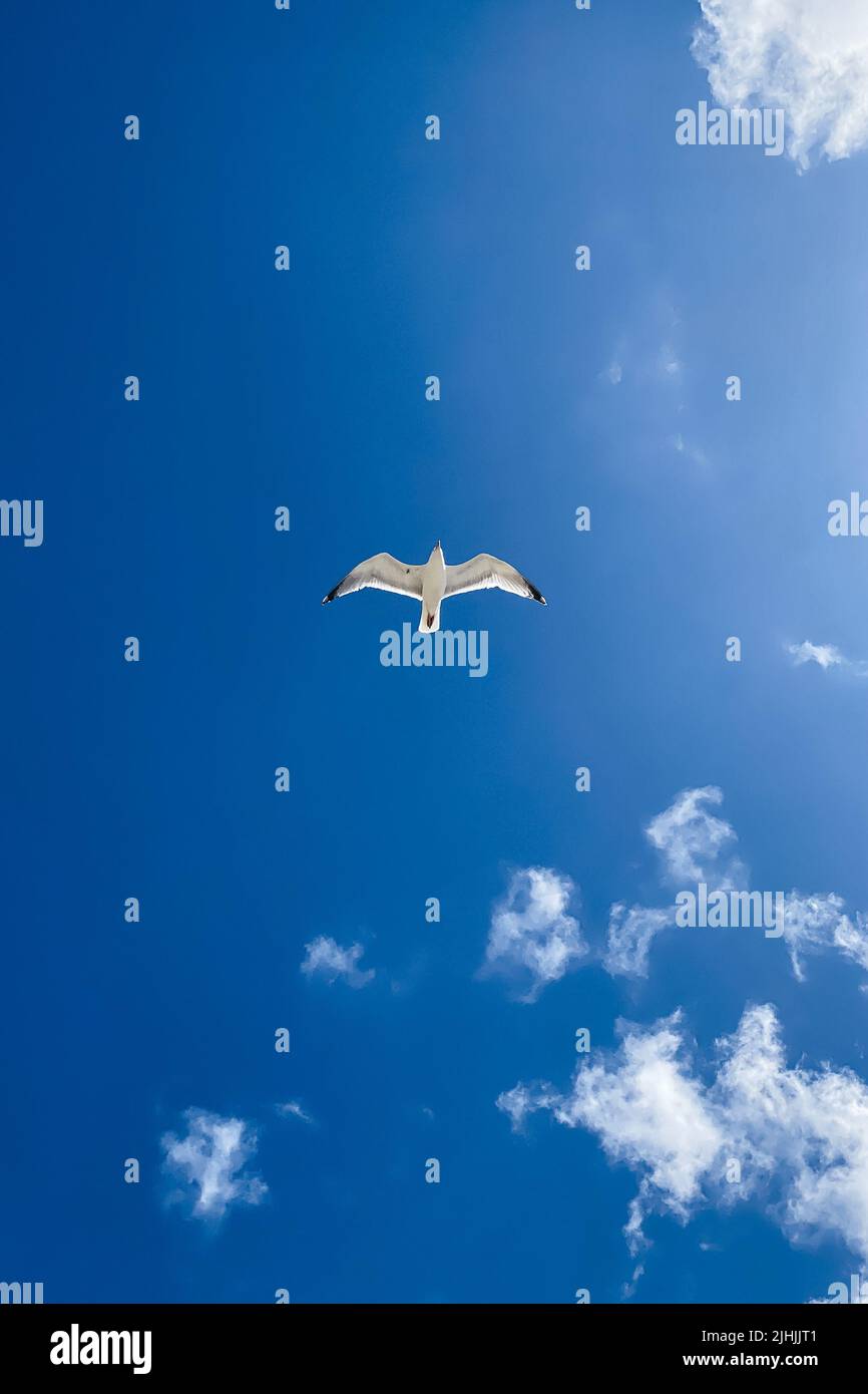 Möwe fliegt am blauen Himmel. Schwebender Vogel am blauen Himmel mit weißen Wolken Stockfoto Möwe fliegt am blauen Himmel. Schwebender Vogel am blauen Himmel mit weißen Wolken Stockfoto
