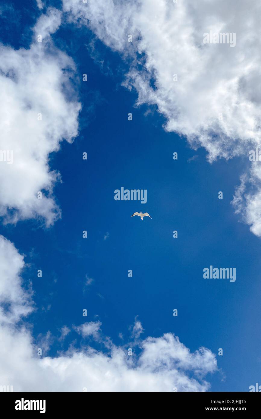Möwe fliegt am blauen Himmel. Schwebender Vogel am blauen Himmel mit weißen Wolken Stockfoto Möwe fliegt am blauen Himmel. Schwebender Vogel am blauen Himmel mit weißen Wolken Stockfoto