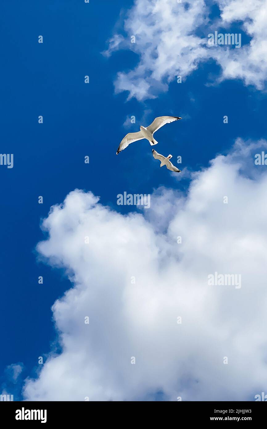 Möwe fliegt am blauen Himmel. Schwebender Vogel am blauen Himmel mit weißen Wolken Stockfoto Möwe fliegt am blauen Himmel. Schwebender Vogel am blauen Himmel mit weißen Wolken Stockfoto
