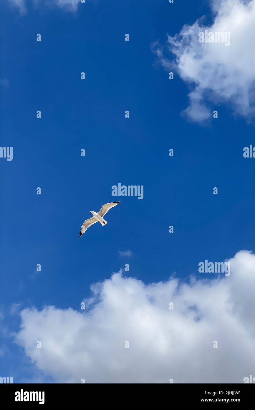Möwe fliegt am blauen Himmel. Schwebender Vogel am blauen Himmel mit weißen Wolken Stockfoto