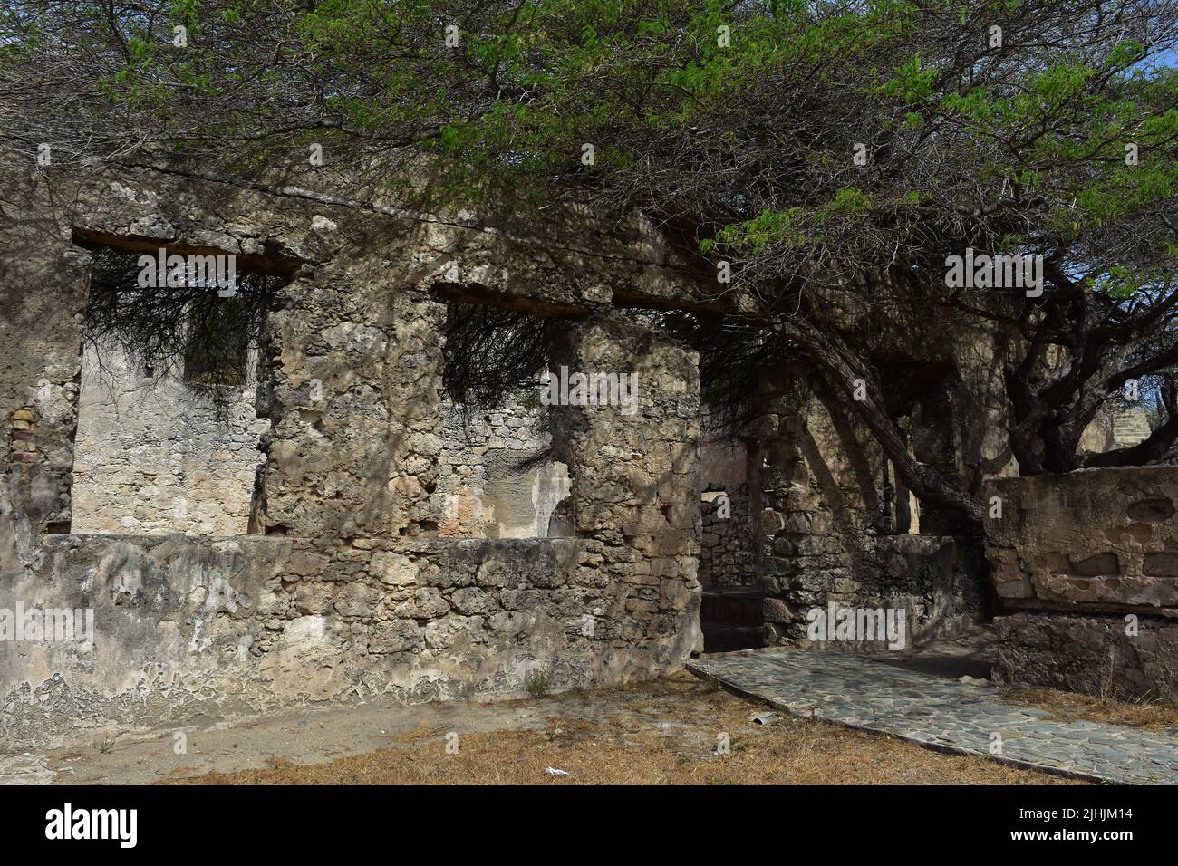 Baum, der sich durch die verlassenen Ruinen der Goldmühle Balashi schlängelt. Stockfoto