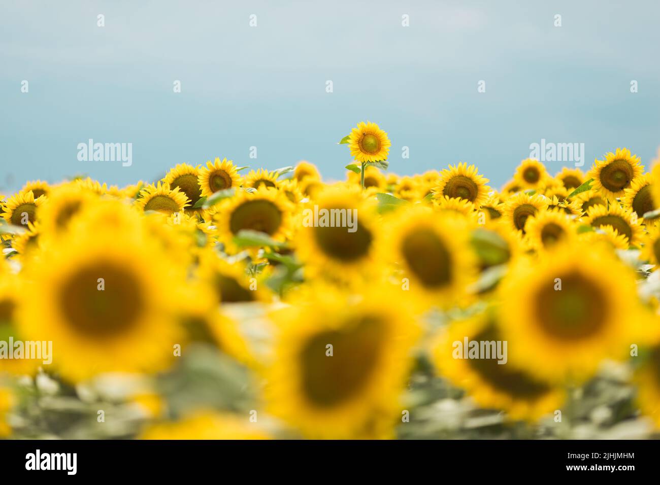 Sich vom Crowd-Konzept abheben. Wunderbarer Panoramablick auf das Sonnenblumenfeld im Sommer. Eine Blume wächst größer als die anderen. Stockfoto
