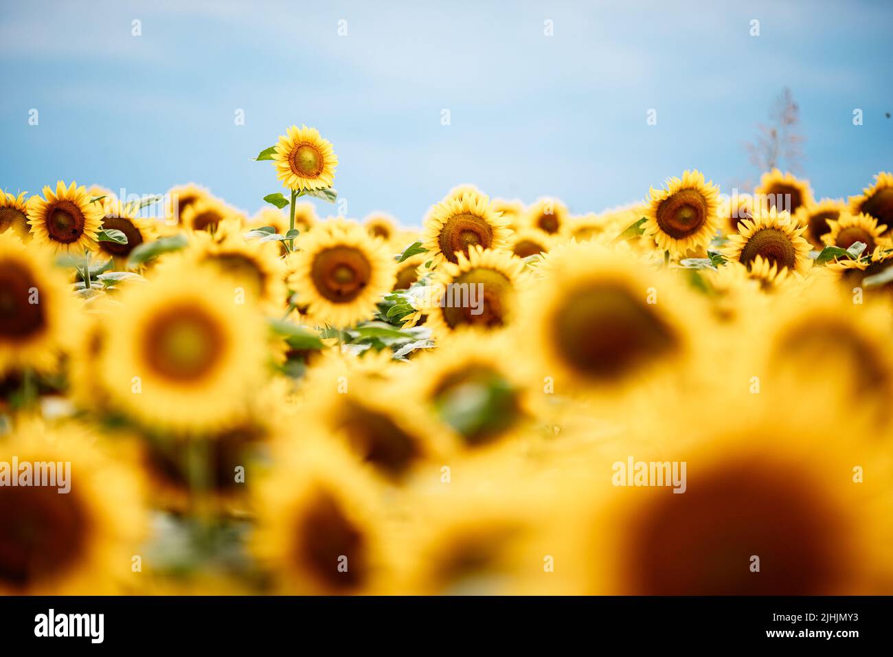 Sich vom Crowd-Konzept abheben. Wunderbarer Panoramablick auf das Sonnenblumenfeld im Sommer. Eine Blume wächst größer als die anderen. Stockfoto