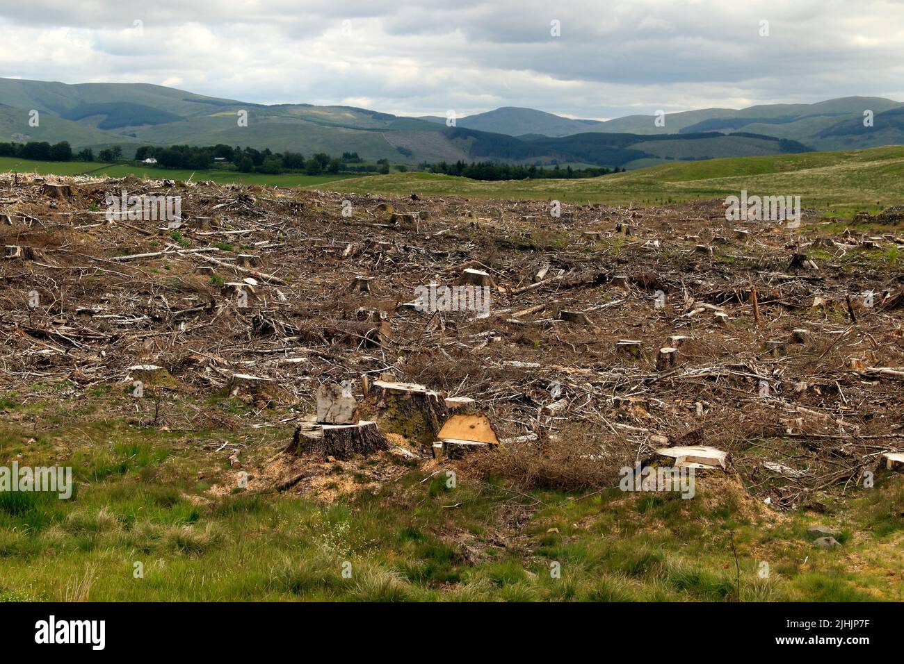 Plantage, gefällte Bäume entlang des Southern Upland Way in der Nähe von Beattock, Dumfries & Galloway, Schottland, Großbritannien Stockfoto
