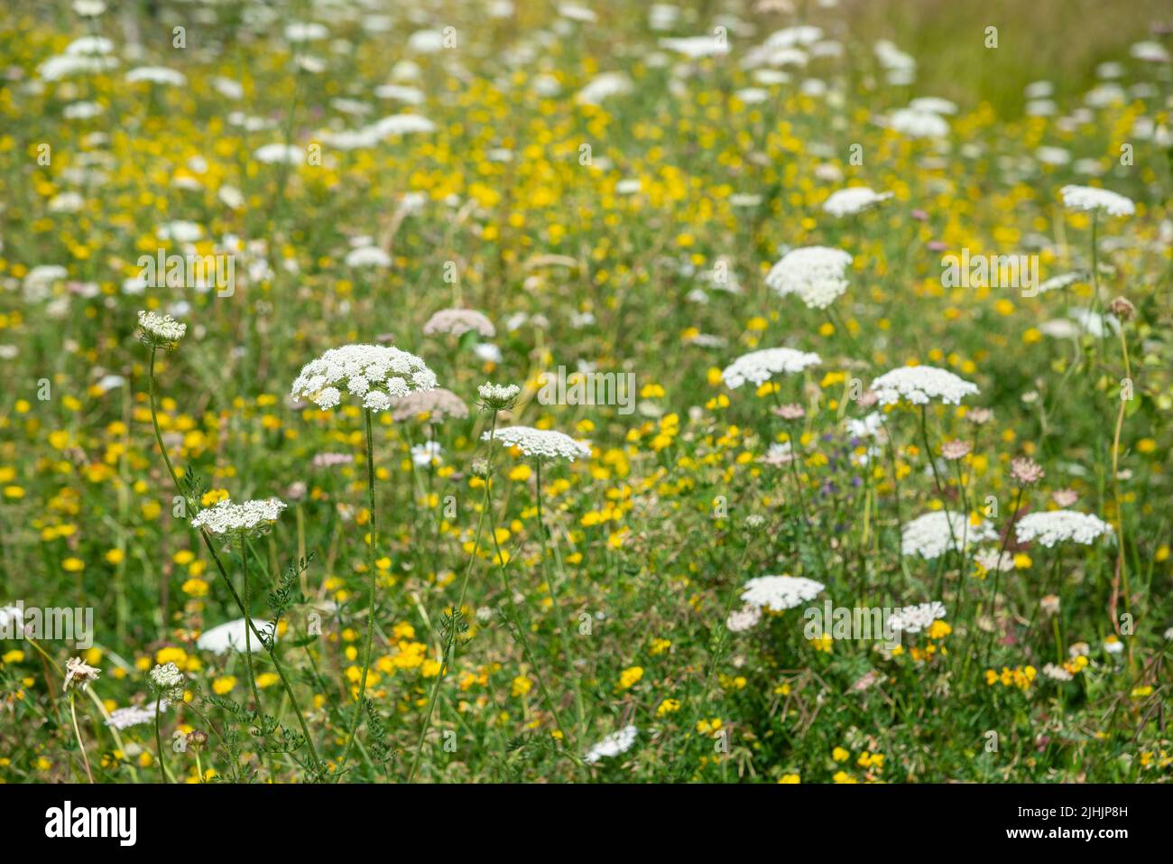 Sommerwildblumen in der RHS Bridgewater, Worsley, Great Manchester, England Stockfoto