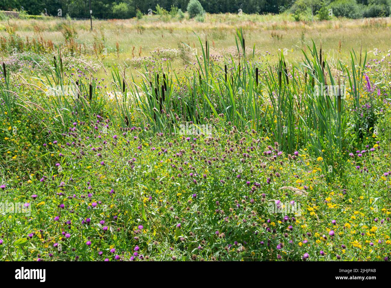 Sommerwildblumen in der RHS Bridgewater, Worsley, Greater Manchester, England. Stockfoto