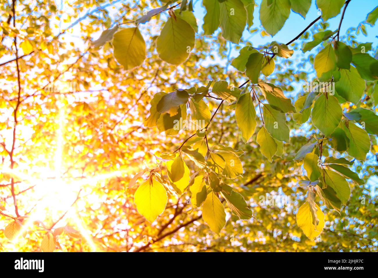 Die Sonne scheint durch die Blätter Stockfoto