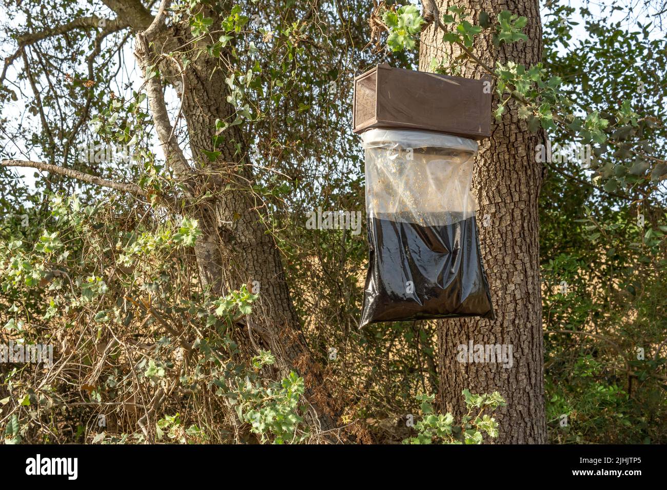 Bewertungssystem für organische Lockstoffe zur Schädlingsbekämpfung in einer Johannisbrotpflanze. Insel Mallorca, Spanien Stockfoto